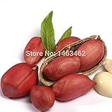 セール10種子/パック中国ピーナッツの種子オーガニックレア家宝ガーデン野菜果実植物発芽率95％ハッピーファームをシード