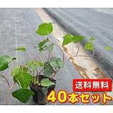 【ノーブランド品】ヘデラ・カナリエンシス長さ30cm前後10.5cmポット【40本セット】
