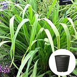 レモングラス 栽培 セット / ハーブ / 軽量 プラスチック 鉢 プランター / ダークブラウン