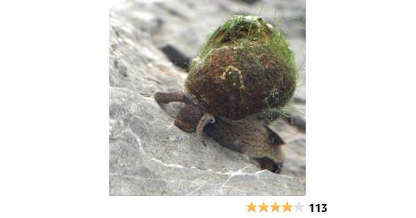 エビ 貝 ヒメタニシ ５匹 北海道 九州 沖縄航空便要保温 Charm チャーム 観賞魚 水中生物 通販 Amazon