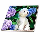 3dRose ct_80886_4 Adorable Bichon Frise Puppy Among Hydrangeas Ceramic Tile, 12" [並行輸入品]