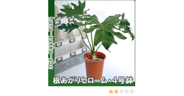 Amazon 観葉植物 フィロデンドロン セローム 4号鉢 スタイリッシュな根あがりタイプ インテリアグリーン 観葉植物 オンライン通販