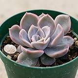 オリオン 7.5cmポット エケベリア Echeveria Orion 福岡県産 多肉植物 多肉 観葉植物 インテリアグリーン 寄せ植えに