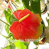 100個/袋、ポインセチアの種子、ポインセチア、鉢植えの植物、植栽の季節、顕花植物