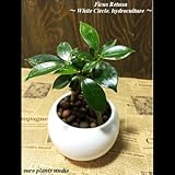 ガジュマル ハイドロカルチャー インテリア ホワイトラウンドポット