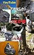 YouTubeでおなじみ　いなか猫の写真集Vol.2: YouTubeの猫ちゃん動画でおなじみ「いなか猫」の２作目の写真集です。