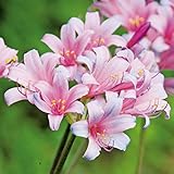 国華園 夏植え球根 リコリス スプレンゲリー 5球【※発送が国華園からの場合のみ正規品です】