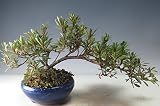 盆栽　花芽付き！皐月（さつき）（晃淋）の鉢植え【現品】2018春開花予定