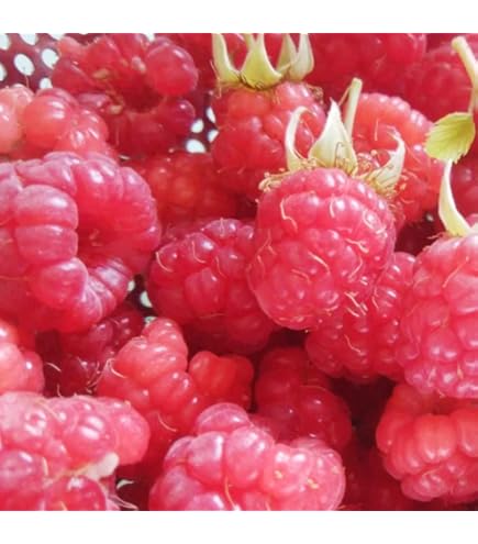 Amazon.co.jp: ラズベリー苗 Tulameen（トゥラミーン）新苗 : DIY