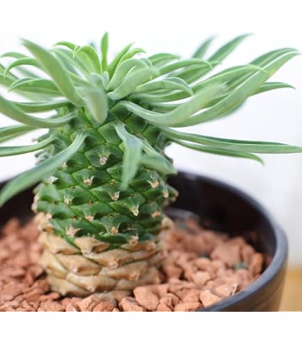 ソテツキリン　3本 Amazon｜ソテツキリン 3本 パイナップルコーン 多肉植物 抜き苗 乾燥