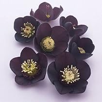 51IpWeQaeCL._AC_UL210_SR210,