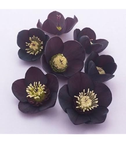 クリスマスローズ 開花予定株 小輪多弁ブラック×八咫烏 Amazon.co.jp: 八重クリスマスローズ開花株 八重ブラック