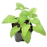 (観葉)猫草 キャットニップ ～ニャンコ大好きハーブ～ 3号(お買い得3ポットセット) 猫草 家庭菜園 本州・四国限定[生体]