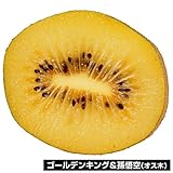 国華園　果樹苗　キウイ　ゴールデンキング（メス木）＆孫悟空（オス木）　2種2株