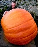 10 giant pumpkin seeds + 100 hot pepper seeds vegetable seeds only $2.1 on