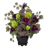 Nearly Natural 1259 Morning Glory and Hydrangea Flower Arrangement, Purple by Nearly Natural [並行輸入品]