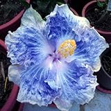 発売中！！！花の鉢植え用の200pcsのハイビスカスの種16kinds HIBISCUS ROSA-シネンシスフラワー種子ハイビスカスの木の種子