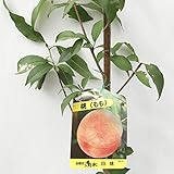 桃 苗木 清水白桃 12cmポット苗 しみずはくとう もも 苗 モモ