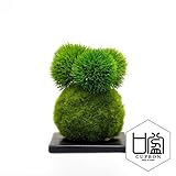 観葉植物 ミニ盆栽 フェイク 造花 ♪【カップボン】マリモ/苔玉（黒皿）♪ 【prm】インテリアグリーン フェイクグリーン アーティフィシャル 開店祝い 新築祝い ギフト 模様替え 店舗内装 プレゼン