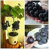 50/bag grape seeds bonsai fruit black grape seeds Dwarf grapes tree easy grow Japanese Dwarf fruit f