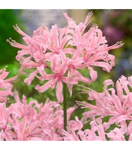 ネリネ 球根 140球 45ポット akatsukagarden_n10008301