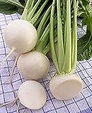 野菜の種カブSnezhnyyシャー?≫雪玉ロシア家宝NON-GMO