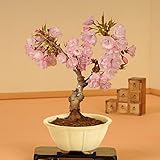 桜盆栽：一才桜(瀬戸焼白輪花鉢)*bonsai