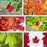 100粒/袋本物のインポートされた米国の種子秋の炎カエデの種子の木の種子苗や花を確保するための技術指導