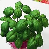 【メール便配送】　国華園　野菜たね　ハーブ　バジル　1袋(2ml)【※発送が国華園からの場合のみ正規品です】