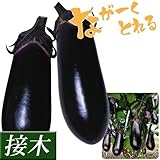 国華園　接木野菜苗　中長ナス　接木F1黒味　8株【※発送が国華園からの場合のみ正規品です】