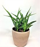 サンセベリア　ファンウッド・パンク　希少種　空気清浄　トラノオ　チトセラン　観葉植物