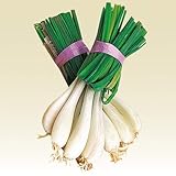 タキイ種苗(Takii Shubyo) 野菜苗 タキイ種苗 エシャレット 苗 2kg NEA196SF4 4個入