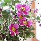 シュウメイギク（秋明菊）：ダイアナ3～3.5号ポット9株セット[一平米分] ノーブランド品