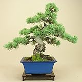 いよじ園 【】 五葉松 宮島（中品盆栽）（松柏盆栽）いよじ園【父の日ギフト】