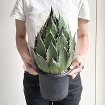 アガベホリダ極上株　Agave horrida No.AHRD 008 アガベホリダ極上株 Agave horrida No.AHRD018 - メルカリ