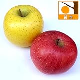 リンゴ2種セット：津軽（つがる）と王林（おうりん）[受粉セット][苗木] ノーブランド品
