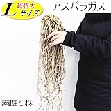 アスパラガス 苗 素掘り超特大Lサイズ 1株 宿根性 グリーンアスパラ