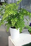 【ラッピング代込】　観葉植物　アジアンタム　5号鉢　【ギフトにも】【送料込】