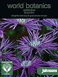 WB 英国ジョンソンズシード Johnsons Seeds world botanics collection Amberboa Desert Star アンバーボア（セントレーア）・デザート・スター
