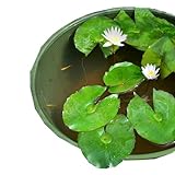 (ビオトープ/睡蓮)チャーム14号 プロが考えた睡蓮鉢で育てる(グリーン) 温帯性スイレンひめだかセット 白 説明書付 本州・四国限定[生体]