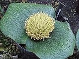Massonia depressa - Hedgehog Lily - 5 seeds