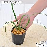 (山野草)ミツバチラン(蜜蜂蘭)金稜辺 3.5号(1ポット) 本州・四国限定[生体]