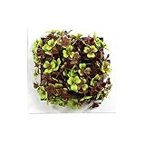 壁掛け 観葉植物 ウォールグリーン イミテーショングリーンフェイクグリーン 人口観葉植物 立体グリーン芝生 造花 フレーム インテリア アンティーク 雑貨 人工 緑 植物　グリーン
