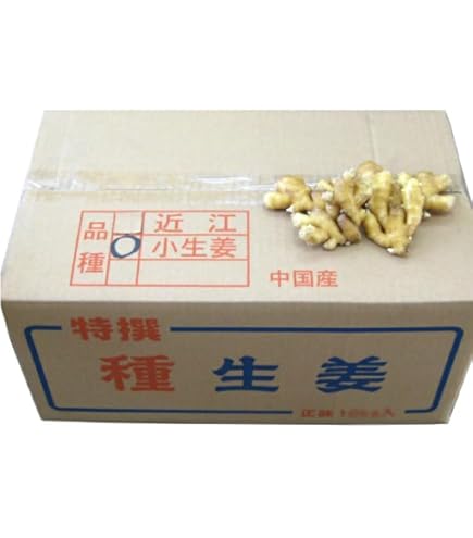 Amazon.co.jp: 種生姜 黄金生姜 種用 10kg (中国産近江生姜) : 食品
