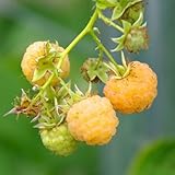 ラズベリー・ファールゴールド 15cmポット苗