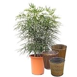 グリーンアラレア【バスケット(鉢カバー) 付き】 バスケット03