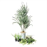 オンリーワン　メインガーデン　植栽セット　インパクト　三角葉アカシア　カッコいい景色　ZE6-SET01