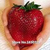 100 seeds/pack Rarest Heirloom Super Giant Japan Red Strawberry Organic Seeds,Sweet Juicy Fruit