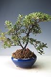 盆栽　花芽付き！深山キリシマツツジ（満月)の鉢植え【現品】　2018春開花予定