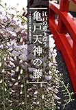 亀戸天神の藤―江戸の薫り漂う